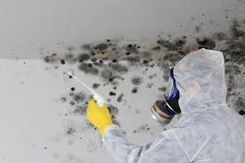 Best Commercial Mold Inspection  in Granite Falls, MN